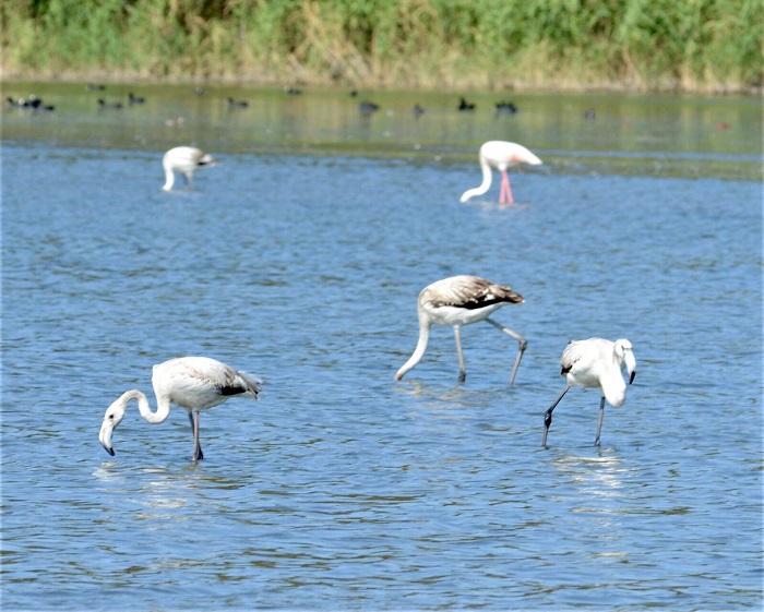 Fener Glnn Misafirleri; Flamingolar
