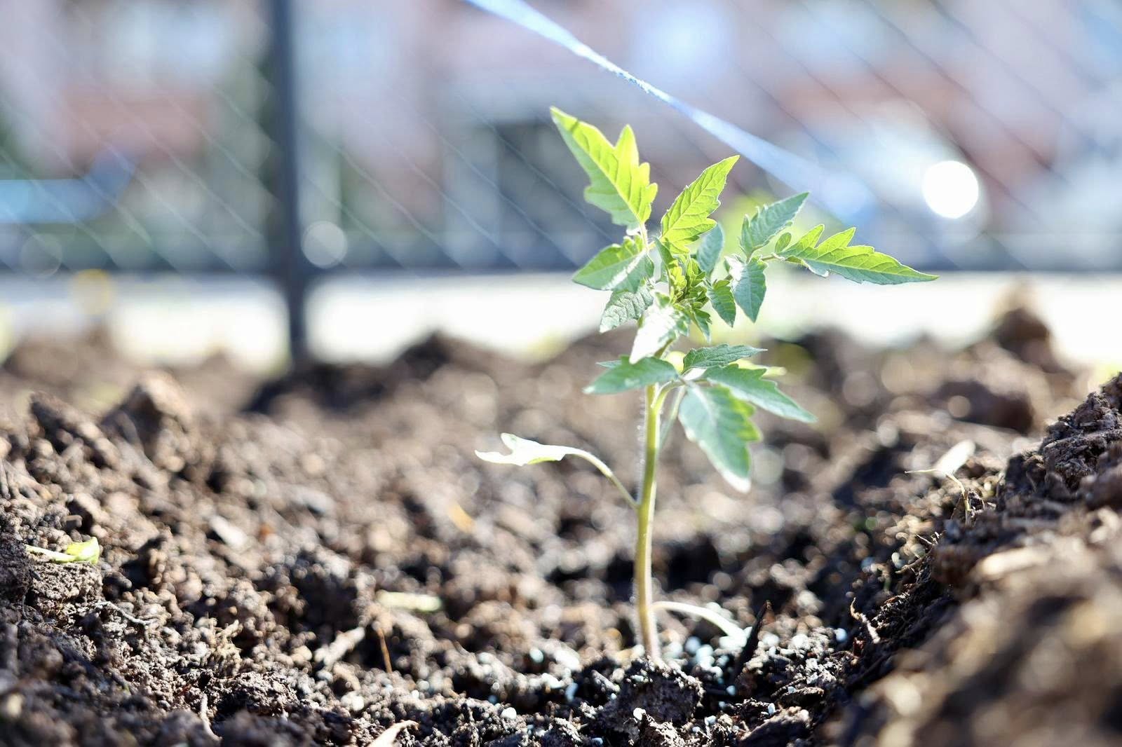 K�rfez�de Ata Tohumu �retilecek