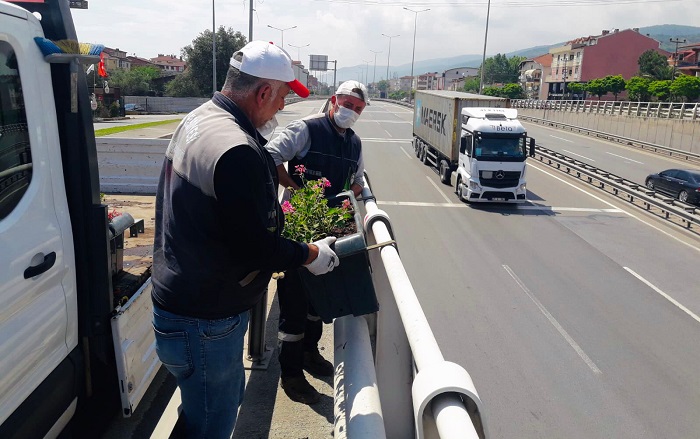 Krfezde Yollar iek At