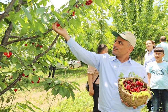 Krfezde Hasat Vakti