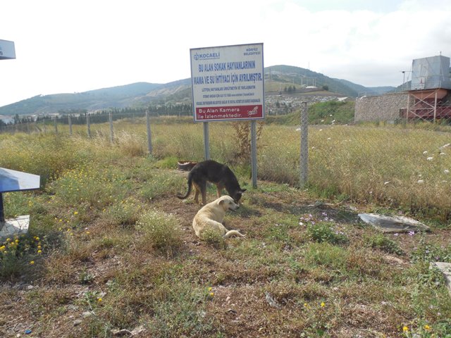 Krfez Belediyesi Sokak Hayvanlarna Sahip kyor