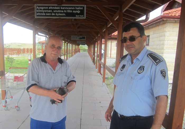 Krfez Belediyesinden Gvercin Kurtarma Operasyonu