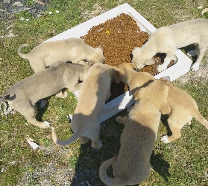 Krfezde Sokak Hayvanlar Unutulmuyor