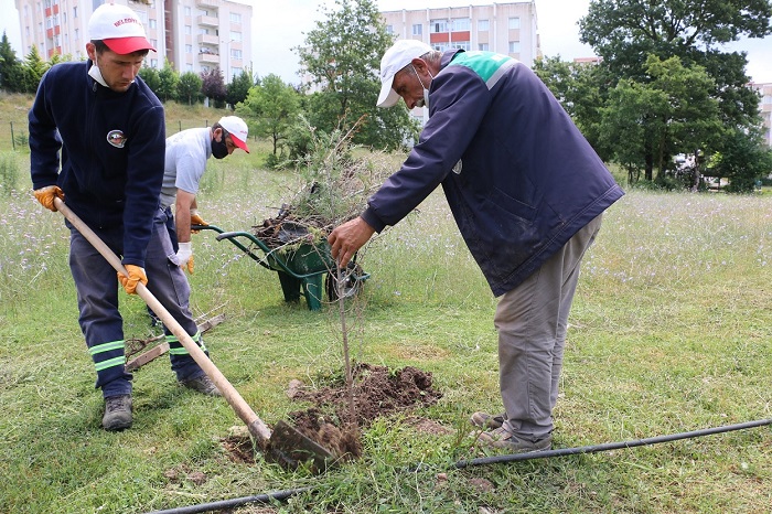 Krfezde 750 Fidan Toprakla Bulutu