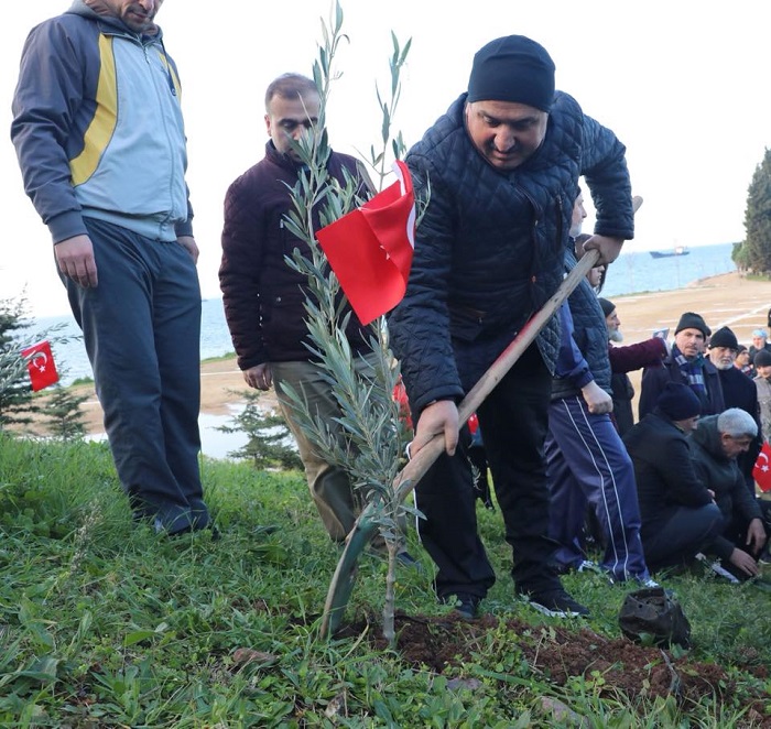 ehitlerimiz in Zeytin Fidan Diktiler