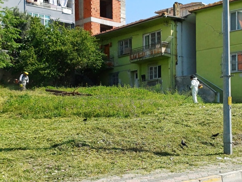 Krfezde yabani otlarla mcadele sryor