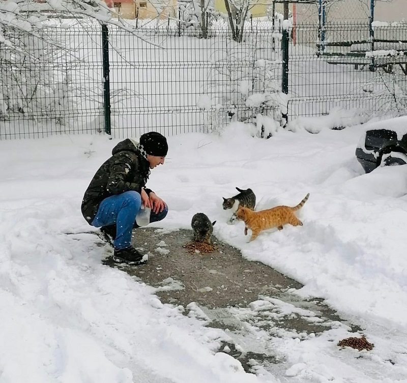 Krfezde sokak hayvanlar unutulmad