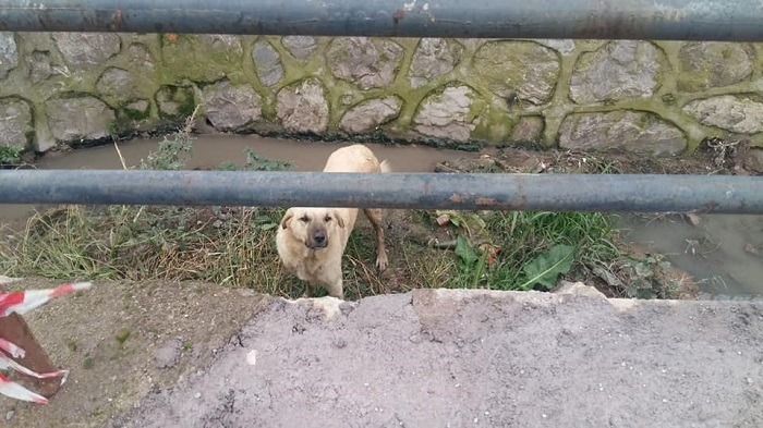 KANALA DEN KPE ZABITA EKPLER KURTARDI